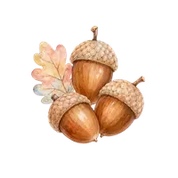 Three acorns, watercolour illustration, free PNG