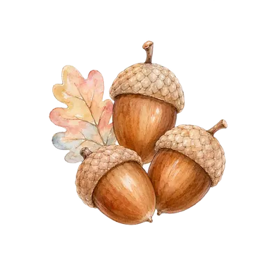 Three acorns, watercolour illustration, free PNG