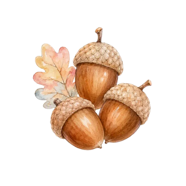 Three acorns, watercolour, free transparent PNG illustration