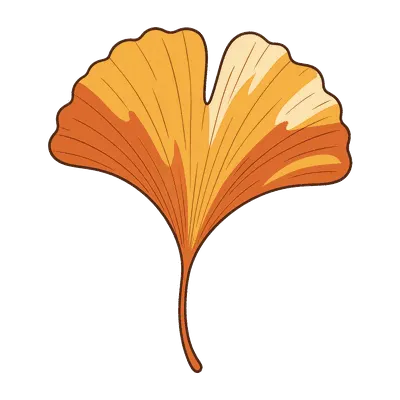 Ginkgo leaf illustration, free PNG